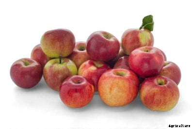 Idared Apple Info – Learn How To Grow Idared Apple Trees At Home