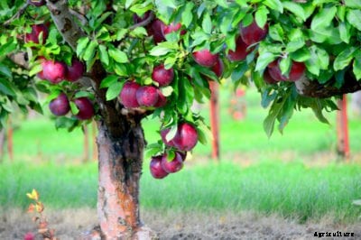 What Is A Jonamac Apple: Jonamac Apple Variety Information