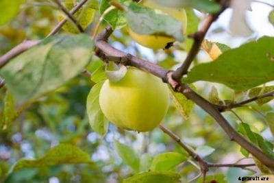 Earligold Information – What Is An Earligold Apple Tree