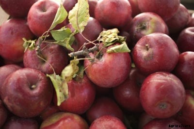 Rome Beauty Apple Info – Growing Rome Beauty Apples In The Landscape