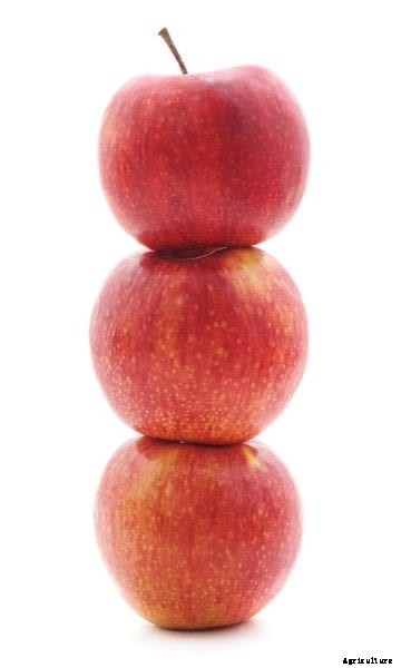 What Is A Snow Sweet Apple – Learn How To Grow Snow Sweet Apples