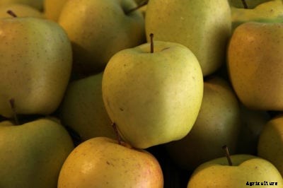 Goldrush Apple Care: Tips For Growing Goldrush Apples