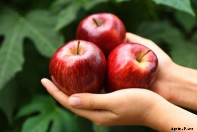 Crimson Crisp Apple Care: Tips On Growing Crimson Crisp Apples