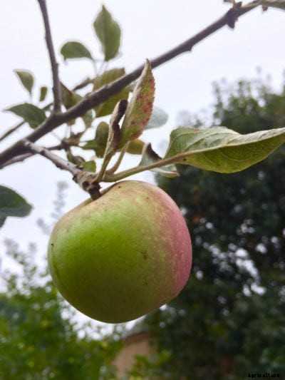 Gravenstein Apple Trees – How To Grow Gravensteins At Home