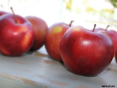 Care Of Spartan Apples – How to Grow A Spartan Apple Tree