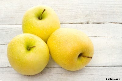 Golden Delicious Apple Care – Learn How To Grow A Golden Delicious Apple Tree