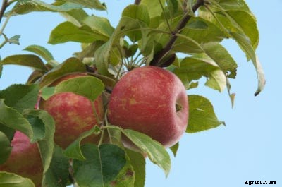 Zestar Apple Trees: Learn About Growing Zestar Apples