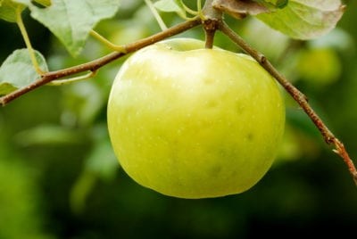 Lodi Apple Care – How To Grow Lodi Apple Trees
