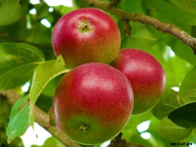 Belmac Apple Information: How To Grow Belmac Apples