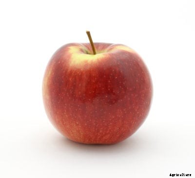 What Is An Empire Apple: How To Grow Empire Apples