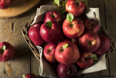 Red Delicious Apple Info: Tips For Growing Red Delicious Apples