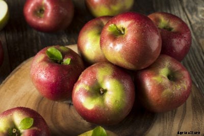 McIntosh Apple Tree Info: Tips For Growing McIntosh Apples
