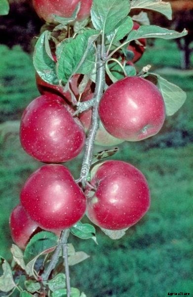 Northern Spy Apple Tree Facts: How To Grow A Northern Spy Apple Tree
