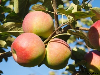 Paula Red Apple Growing – Caring For Paula Red Apple Trees