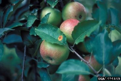 Apples With Cedar Apple Rust: How Does Cedar Apple Rust Affect Apples