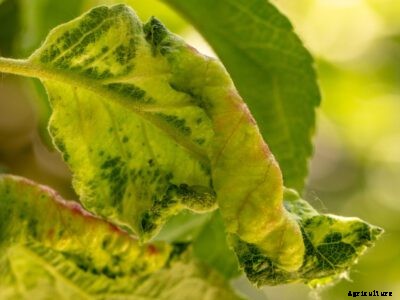 Apple Chlorosis Treatment : Why Apple Leaves Are Discolored