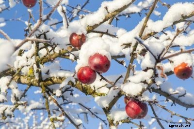 Apple Chilling Info: How Many Chill Hours Do Apples Need