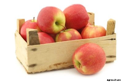 Apple Storage: How Long Do Apples Last