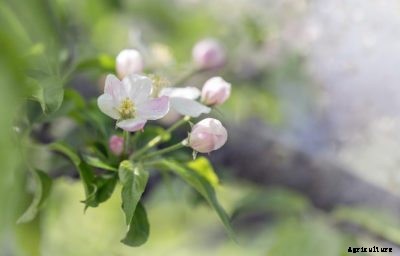 Self-Fruiting Apple Trees: Learn About Apples That Pollinate Themselves