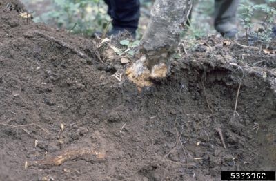 Armillaria Root Rot Treatment: Causes Of Armillaria Root Rot Of Apple Trees