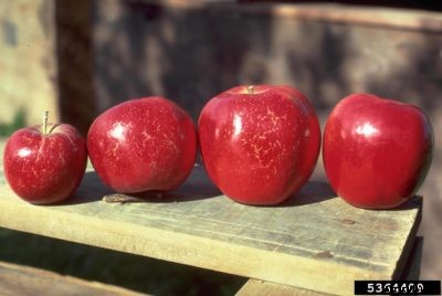 Apple Russet Control: How To Prevent Russeting Of Apples