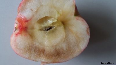 Soggy Breakdown Disorder – What Causes Soggy Apple Breakdown