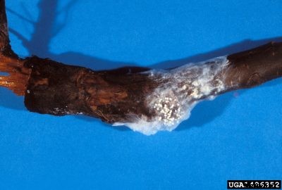 Southern Blight Apple Treatment: Recognizing Southern Blight In Apple Trees