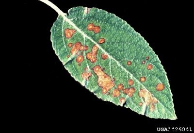 What Is Bot Rot In Apple: Tips On Managing Bot Rot Of Apple Trees