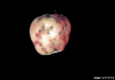 What Is Apple Bitter Pit – Learn About Treating Bitter Pit In Apples