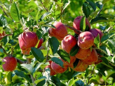 Spur Bearing Apple Info: Pruning Spur Bearing Apple Trees In The Landscape