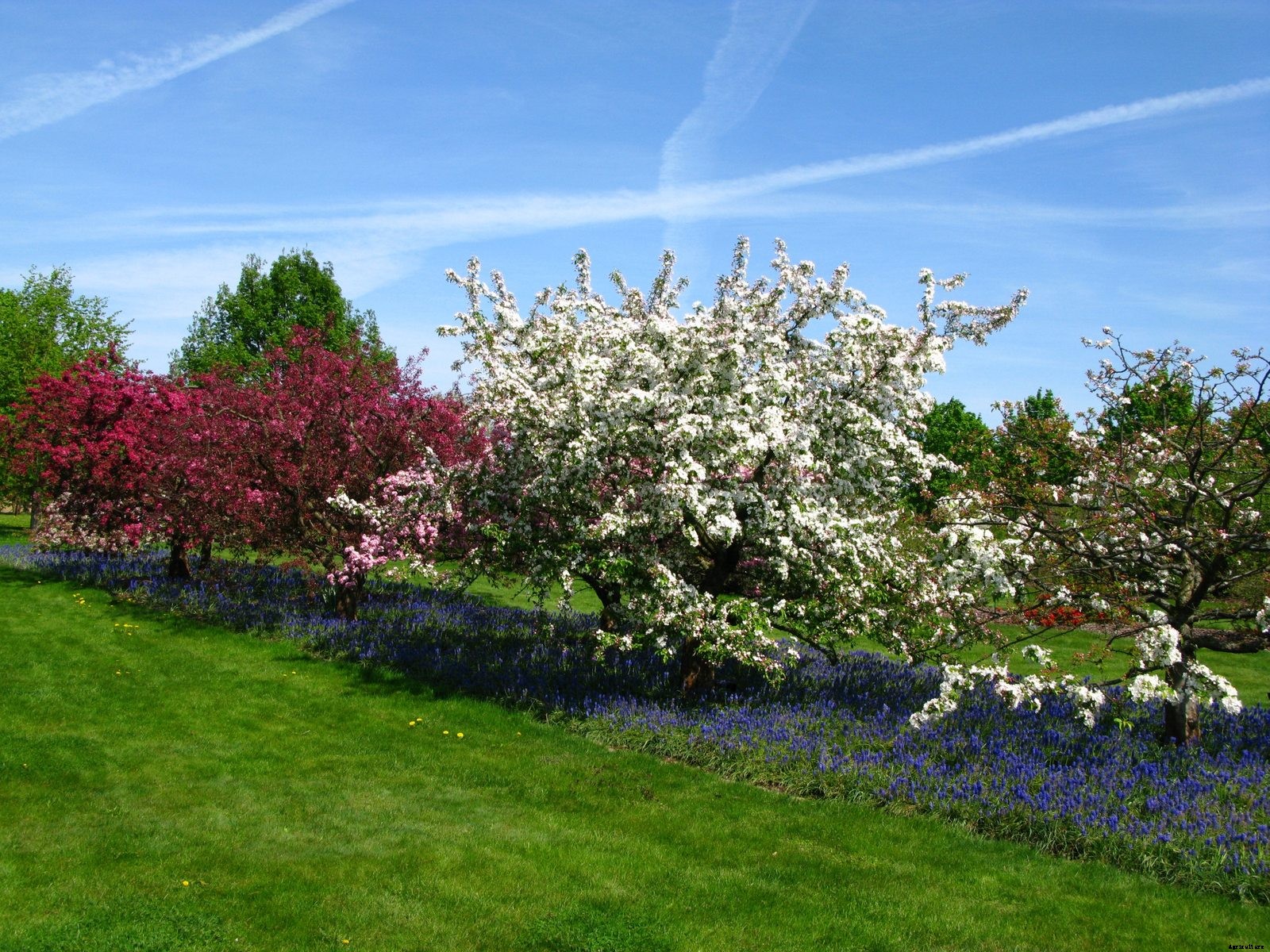 Apple Tree Companions: What To Plant Under Apple Trees