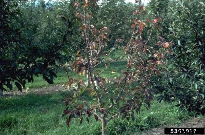 Apple Tree Root Rot – Reasons For Root Rot In Apple Trees