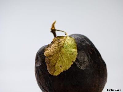 Apple Leaf Curling Midge Treatment: Learn About Apple Leaf Midge Control