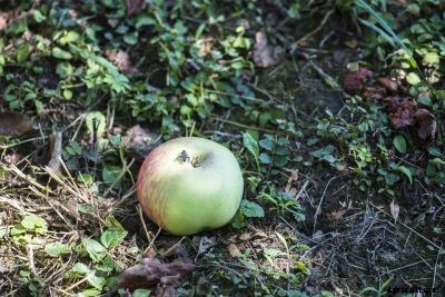 Apple Trees Dropping Fruit: Reasons Why Apples Drop Prematurely