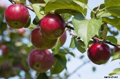 How To Fertilize Apple Trees – Tips On Apple Tree Feeding