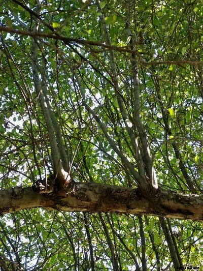 Water Sprout Removal – How To Prune Apple Tree Water Sprouts