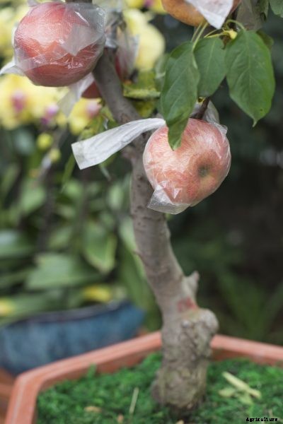 Container Grown Apple Trees: How To Grow An Apple Tree In A Pot