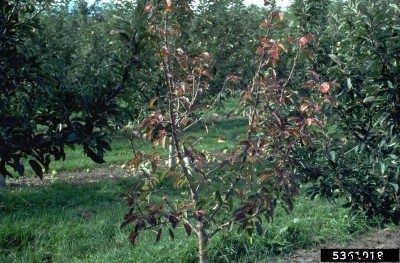 Apple Collar Rot Life Cycle: Tips For Treating Collar Rot In Fruit Trees