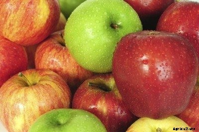 Apple Tree Types: What Are Some Common Apple Varieties