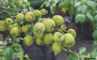 Thinning Out Apples: Learn How And When To Thin Apple Trees