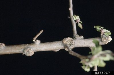 Apple Tree Burr Knots: What Causes Galls On Apple Tree Limbs