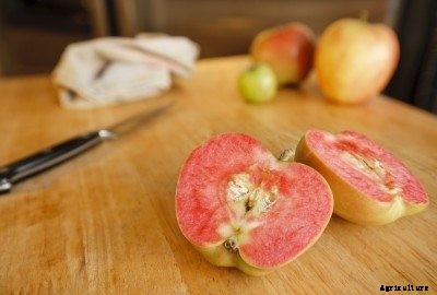 Apples With Red Flesh: Information About Red-Fleshed Apple Varieties