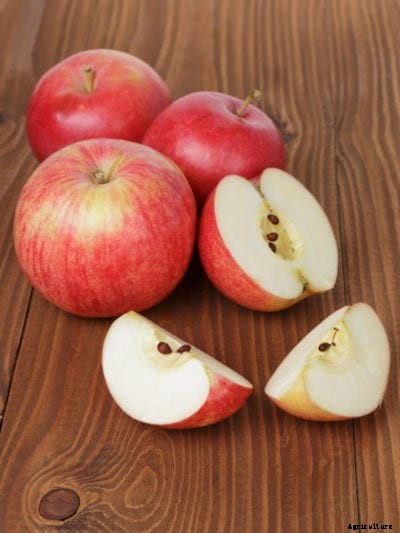 Saving Apple Seeds: When And How To Harvest Apple Seeds