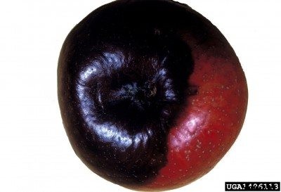 What Is Black Rot: Treating Black Rot On Apple Trees
