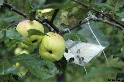 Keeping Pests Out Of Apple Trees: Common Insect Pests Affecting Apples