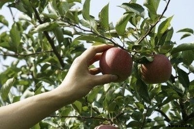 Tips For Harvesting Apples And Post Harvest Apple Storing