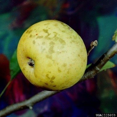 What Is Sooty Blotch: Information On Sooty Blotch Treatment Of Apples