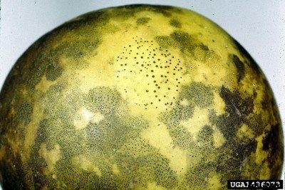 Flyspeck Apple Disease – Information About Flyspeck On Apples