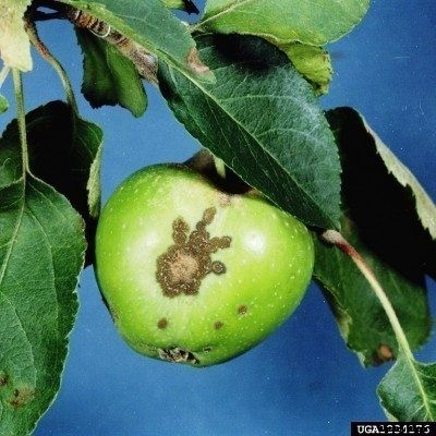 Scab On Apple Trees: Indentifying And Treating Apple Scab Fungus