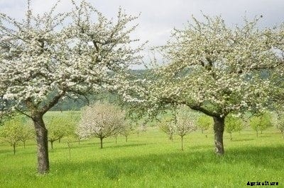 Cross Pollination Of Apple: Information On Apple Tree Pollination